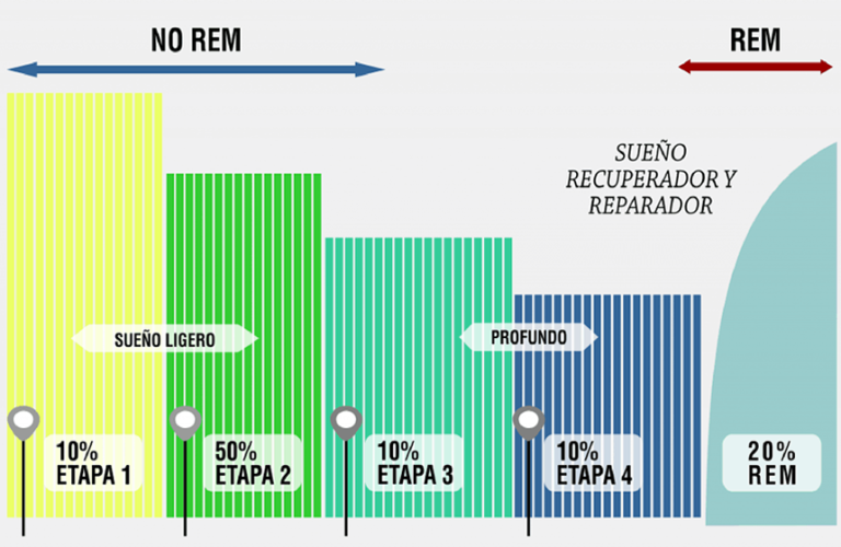 Fases Del Sueño Cómo Dormir Bien