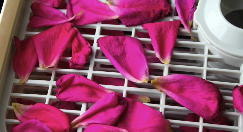 Cómo secar rosas para prolongar el placer estético