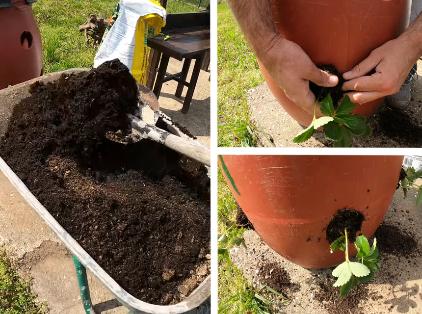 Cómo plantar fresas en un bidón sin tener un jardín