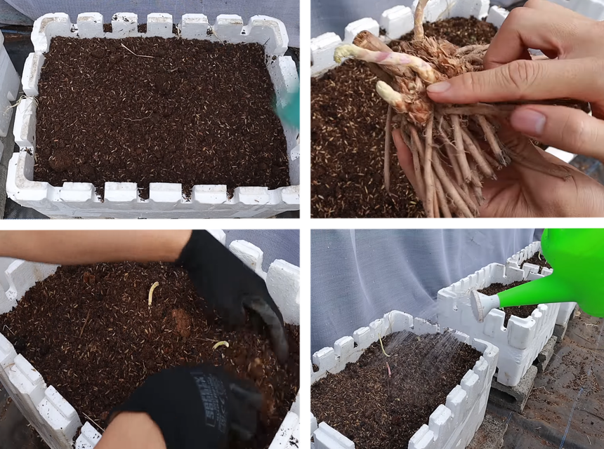 Cómo plantar los espárragos trigueros: instrucción paso a paso