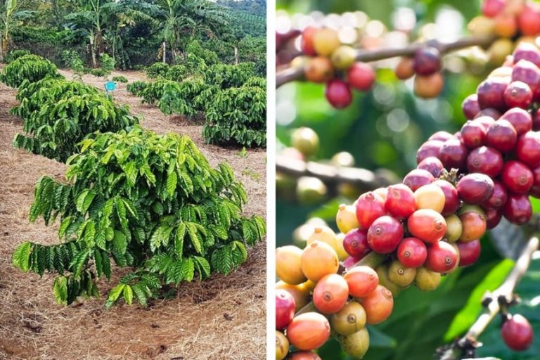 Graines De Café Arabica Borbon - Lot De 5 Graines Pour Cultiver Ton Propre Caféier à La Maison